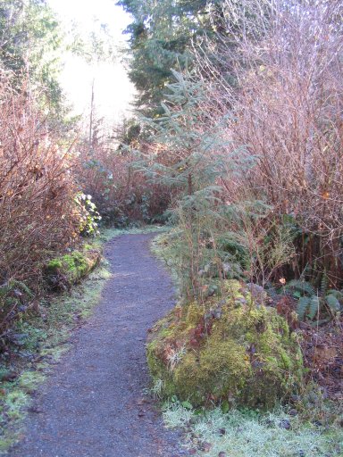 Photo Large Spruce Tree