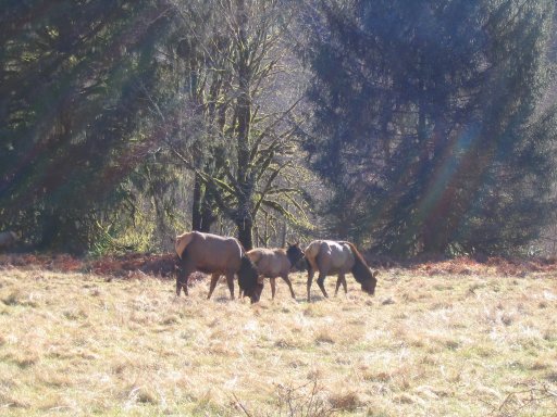 Photo Quinault Gravel Roads